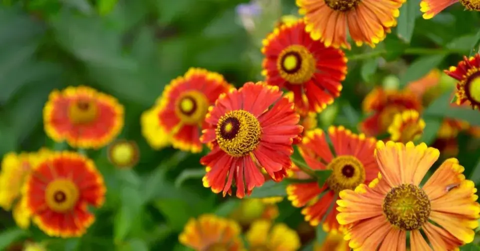 Záplevák 'Königstiger'