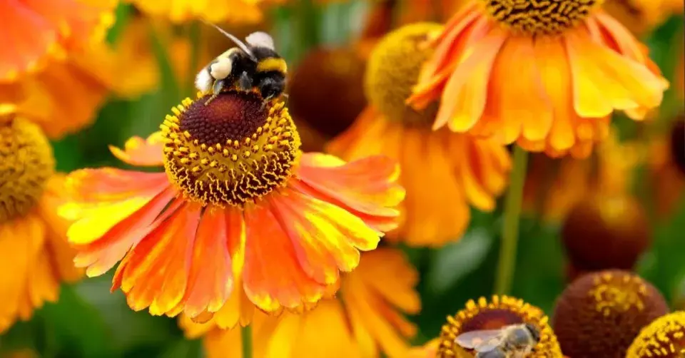 Záplevák 'Sahin’s Early Flowerer'
