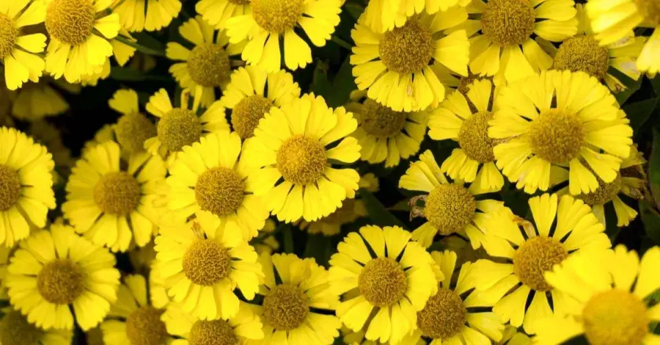 Záplevák 'Sombrero'