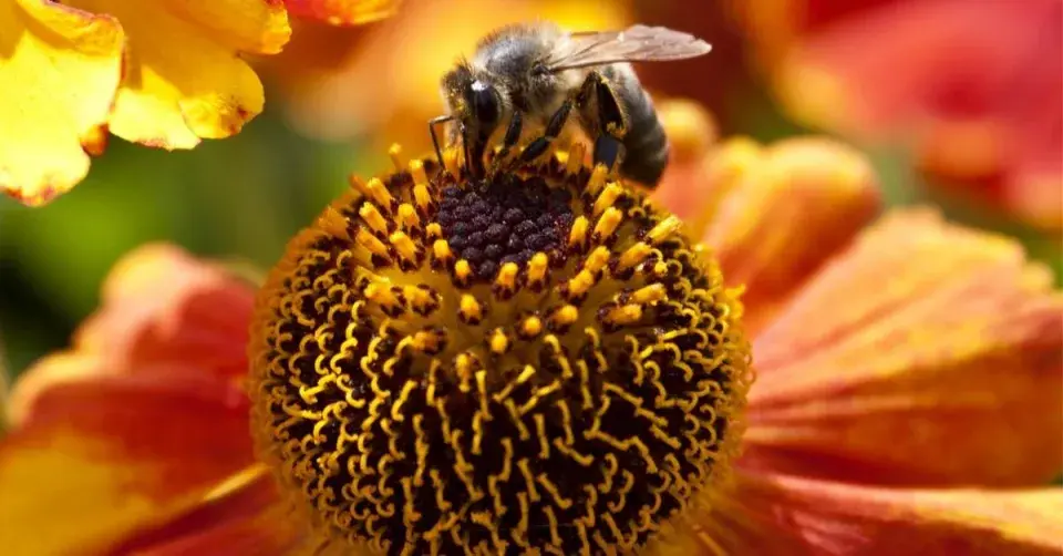 Záplevák 'Biedermeier'