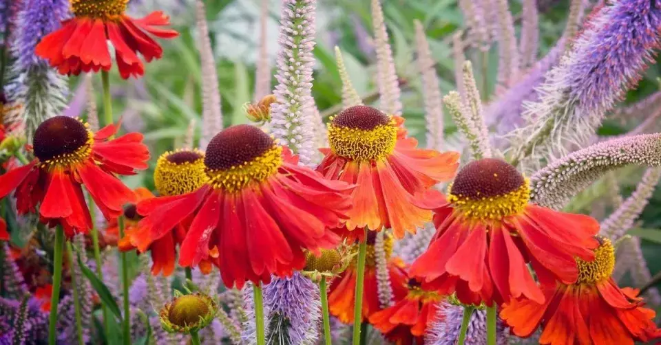 Záplevák 'Moerheim Beauty'