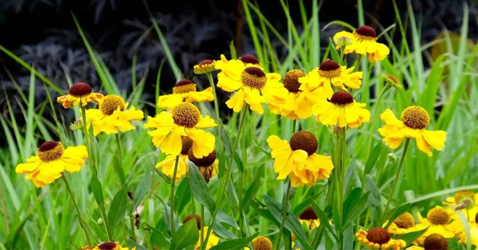 Záplevák 'Wesergold'