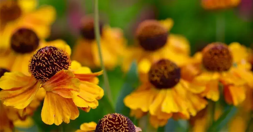 Záplevák 'Waltraut'