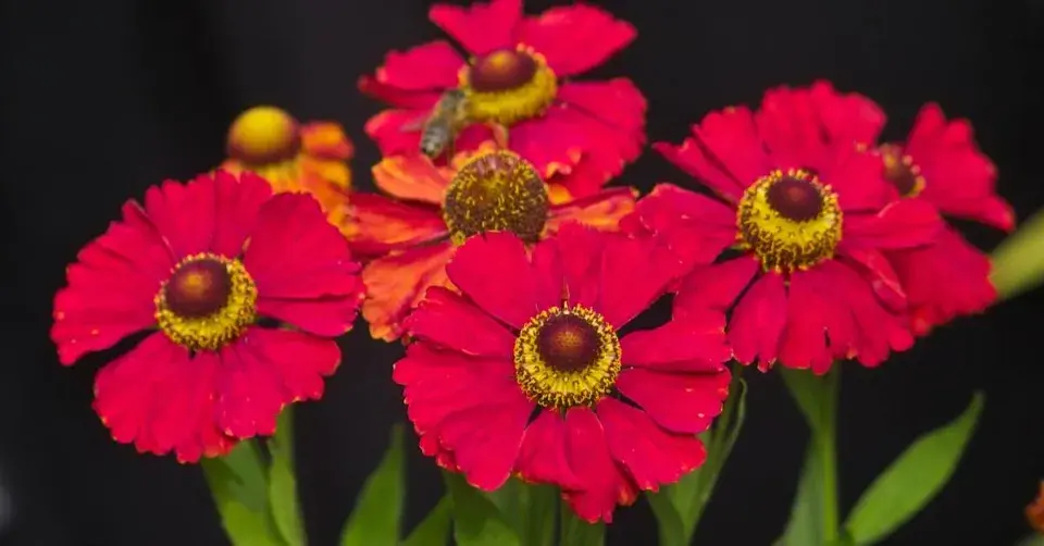 Záplevál 'Rubinzwerg'