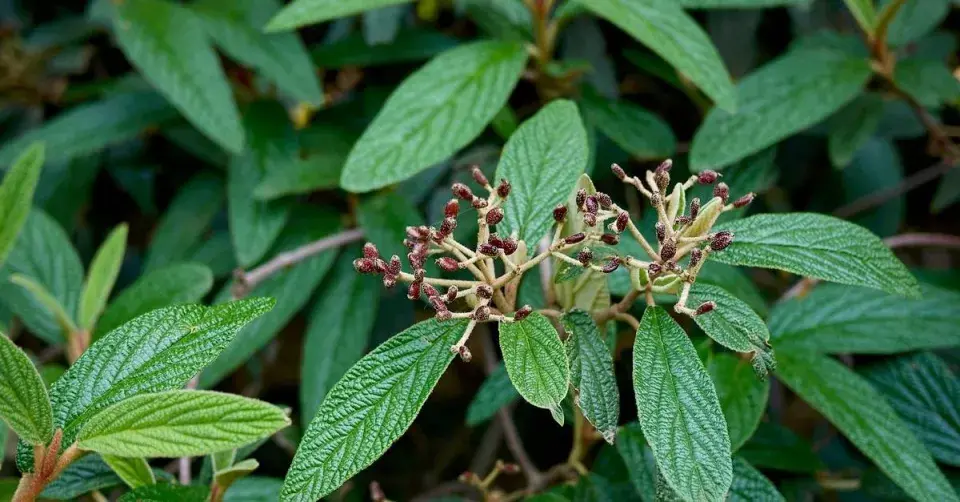 Kalina vrásčitolistá (Viburnum rhytidophyllum)