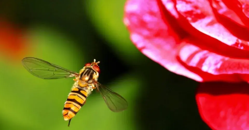 Pestřenka pruhovaná