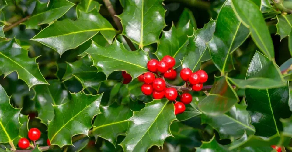 Cesmína ostrolistá (Ilex aquifolium)