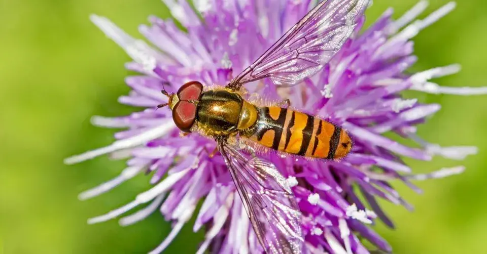 Pestřenka pruhovaná