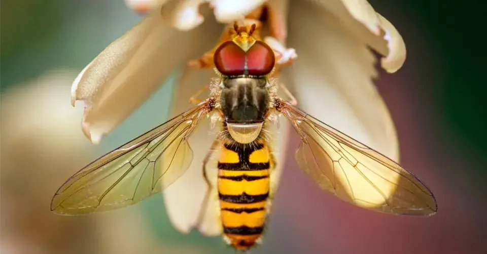 Pestřenka pruhovaná