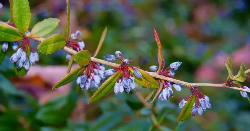Dřišťál Juliin (Berberis julianae)