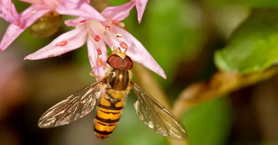 Pestřenka pruhovaná