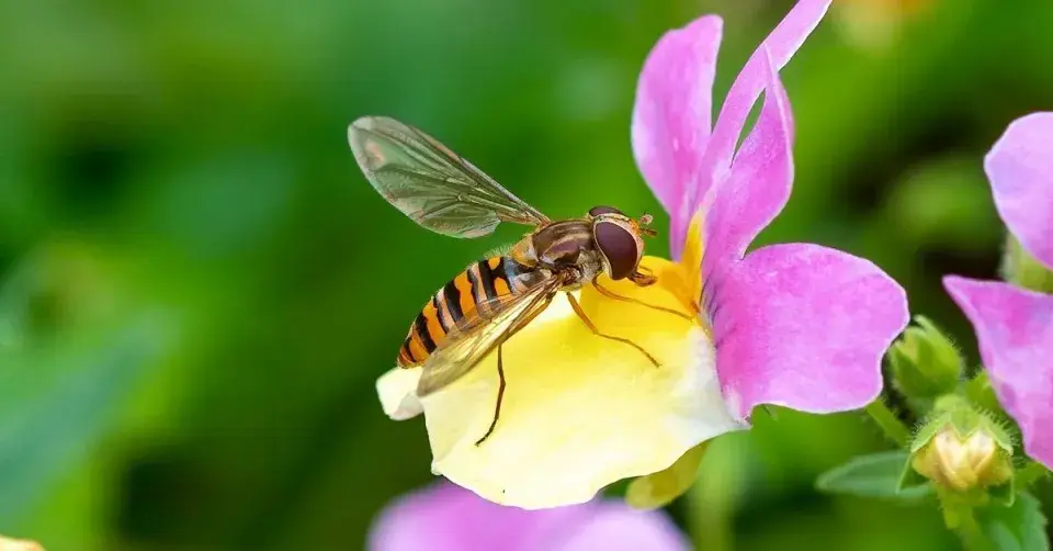 Pestřenka pruhovaná