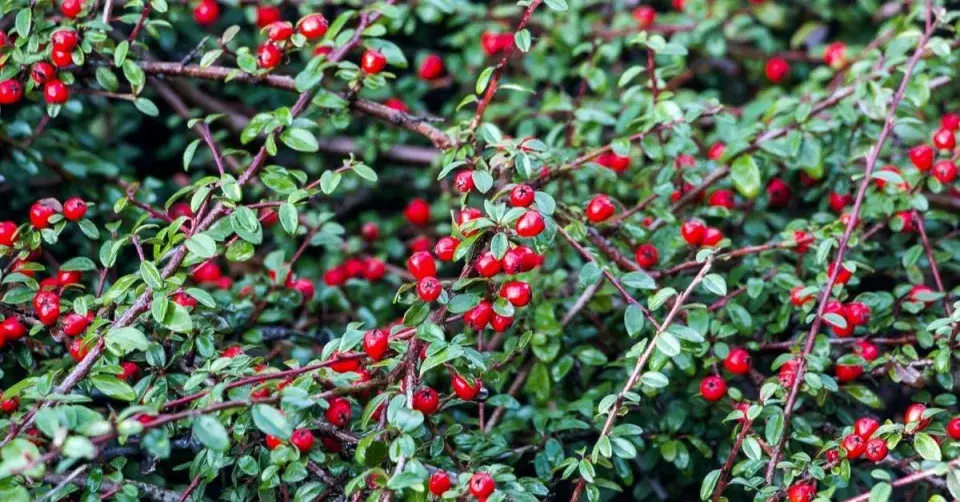 Skalník Dammerův (Cotoneaster dammeri)