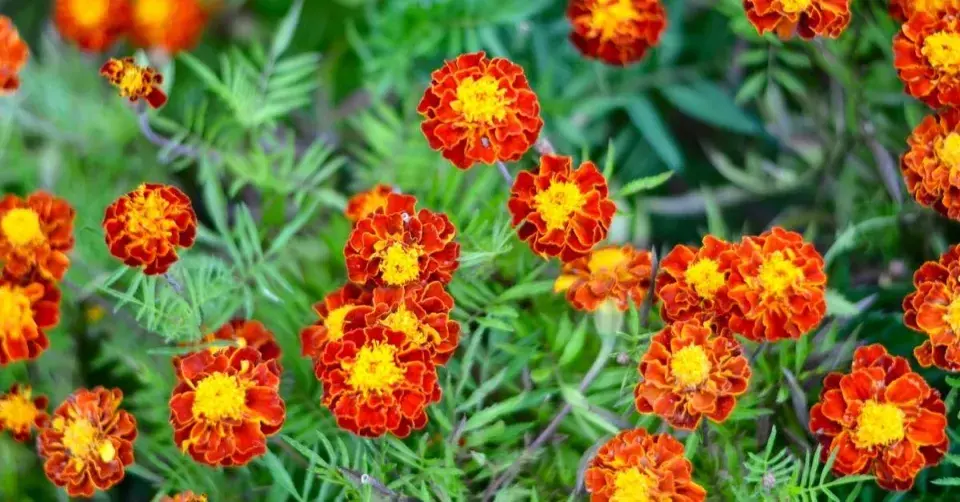 Aksamitník rozkladitý