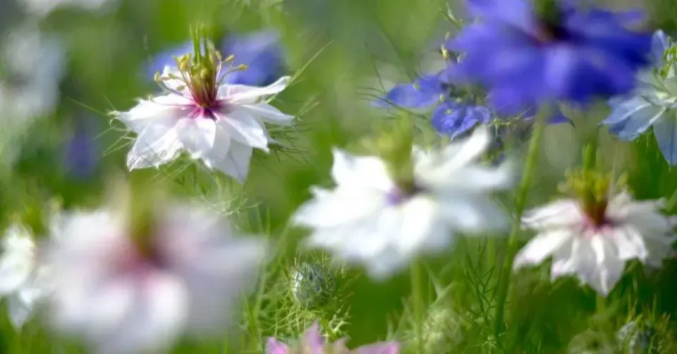 Černucha damašská