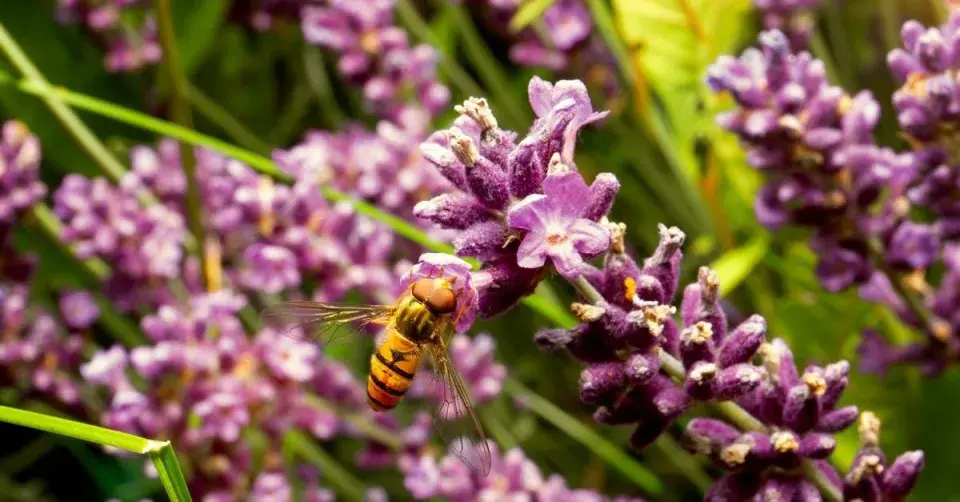 Pestřenka pruhovaná