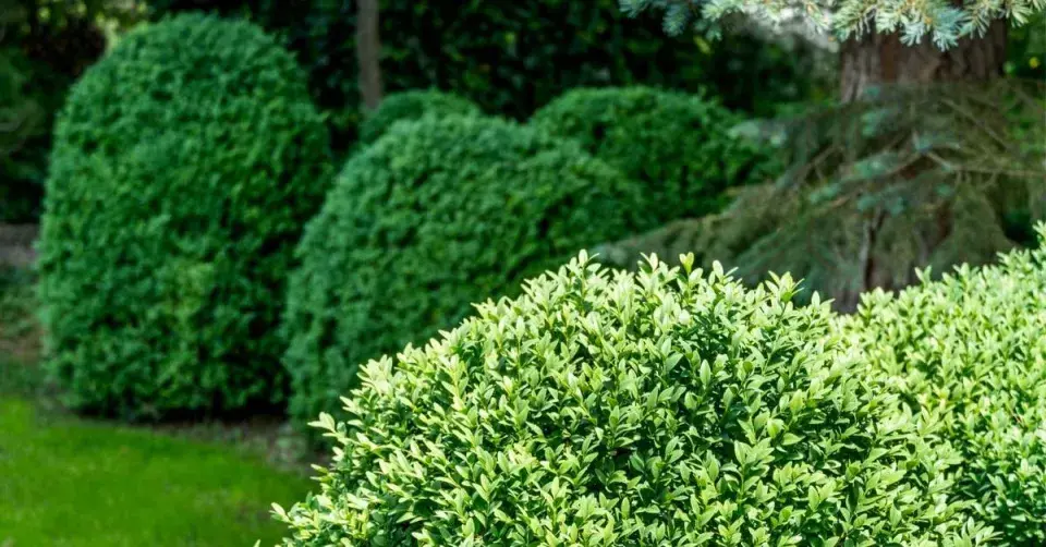 Zimostráz obecný (Buxus sempervirens)