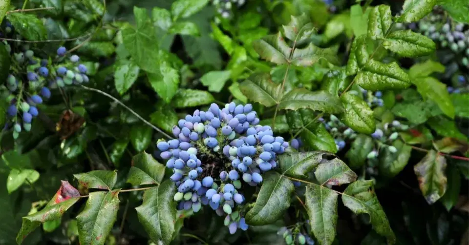Mahonie ostrolistá (Mahonia aquifolium)