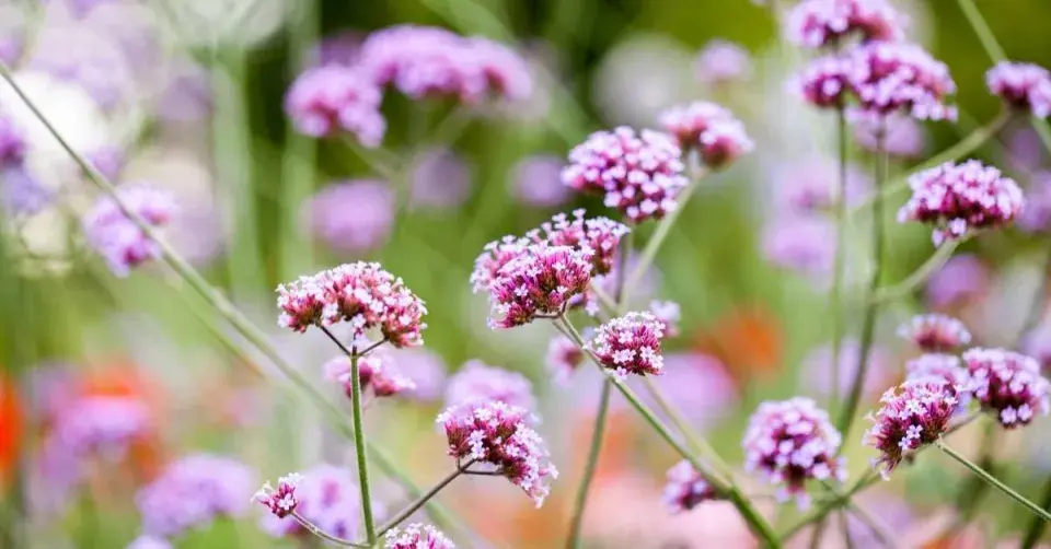 Sporýš argentinský