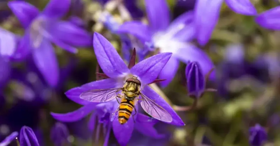 Pestřenka pruhovaná