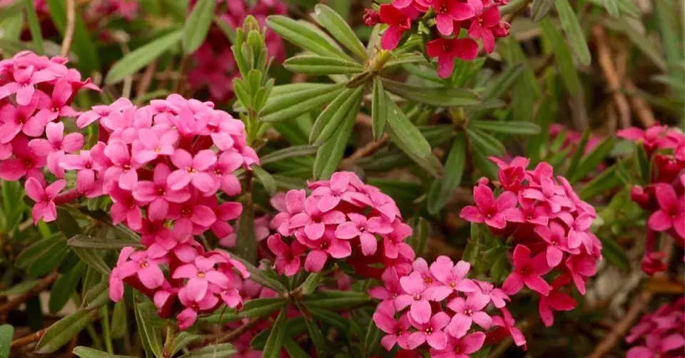 Lýkovec vonný (Daphne cneorum)