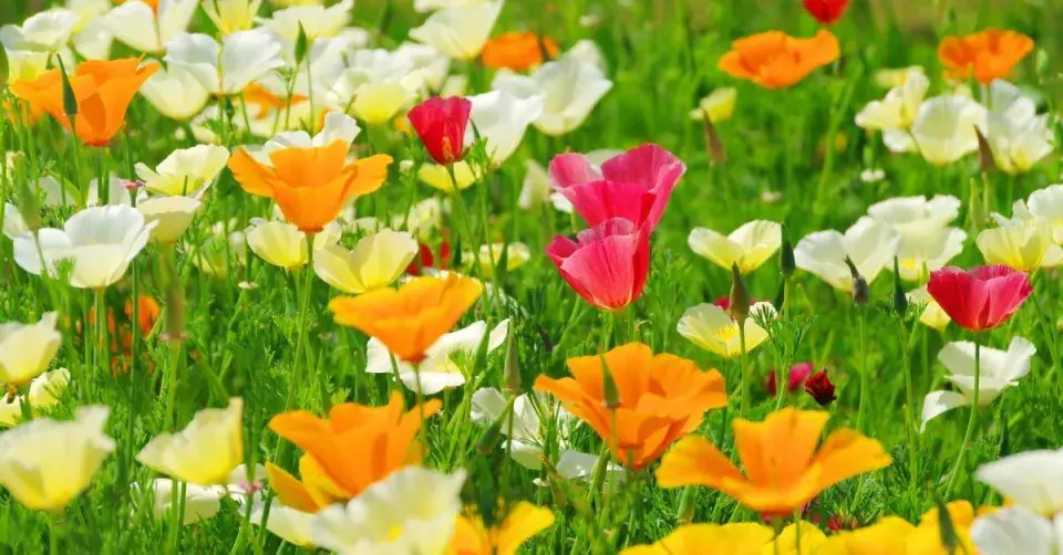 Sluncovka kalifornská