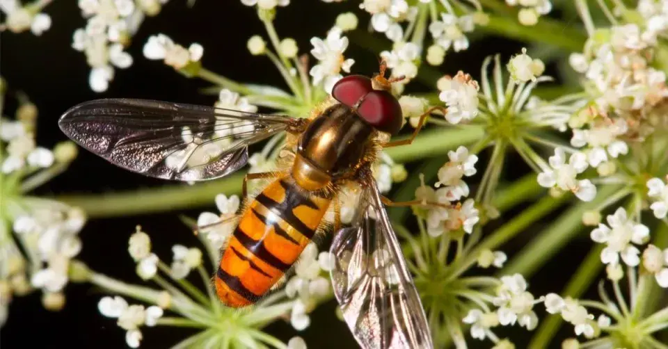 Pestřenka pruhovaná