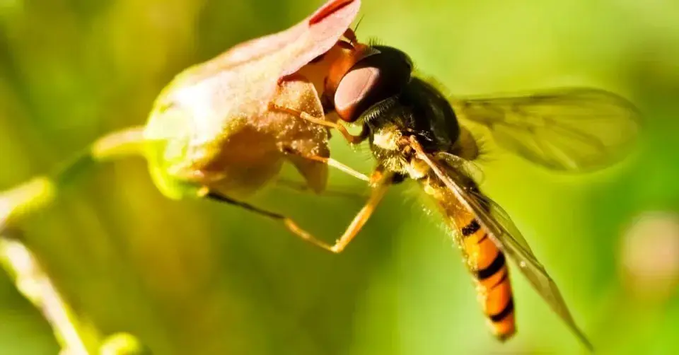 Pestřenka pruhovaná