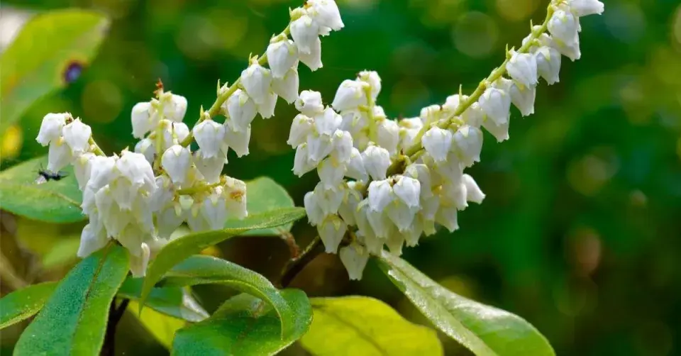 Pieris květnatý (Pieris floribunda)