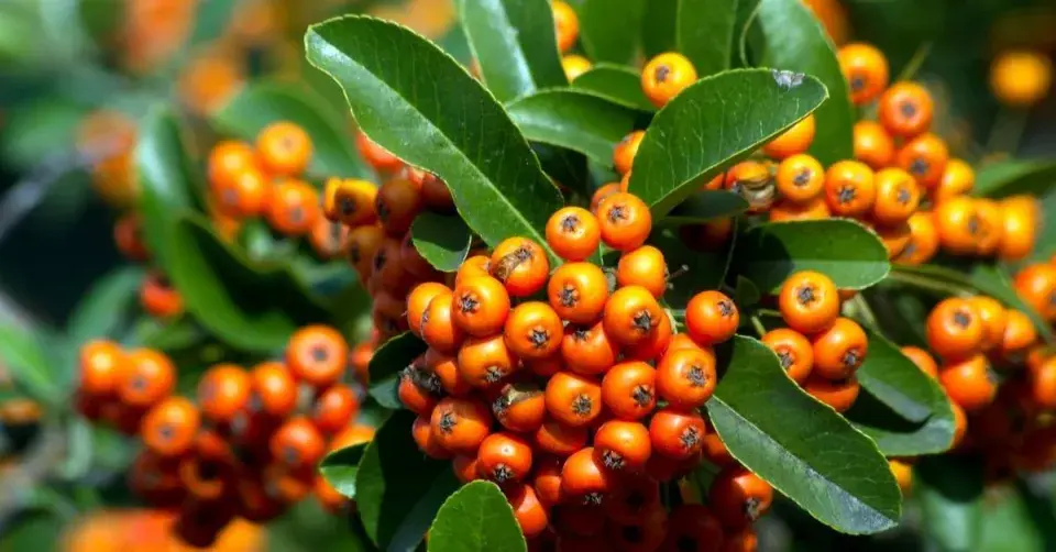 Hlohyně šarlatová (Pyracantha coccinea)