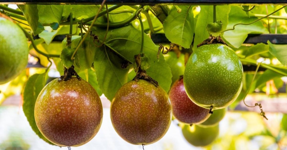 Marakuja neboli mučenka jedlá (Passiflora edulis)