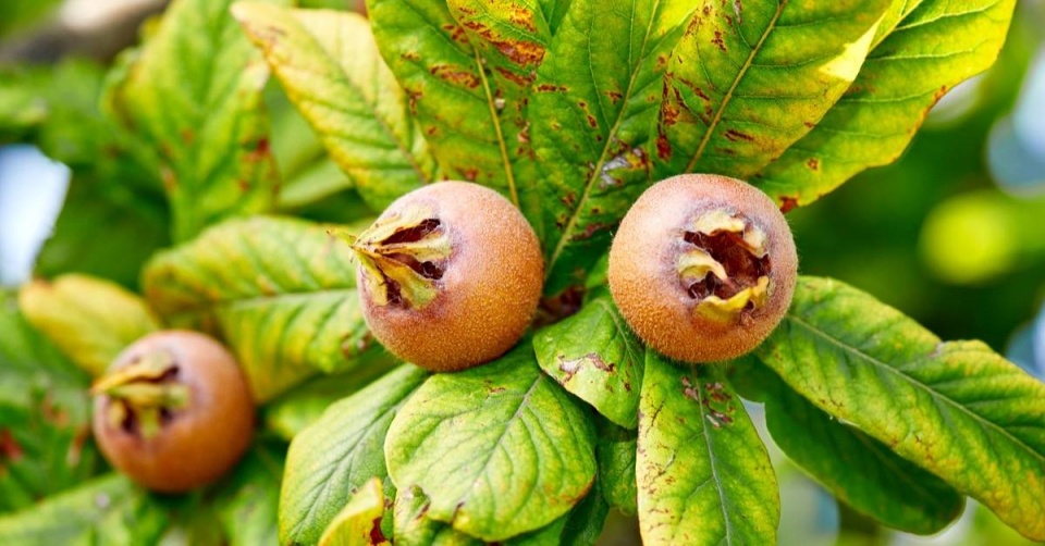 Mišpule obecná (Mespilus germanica)