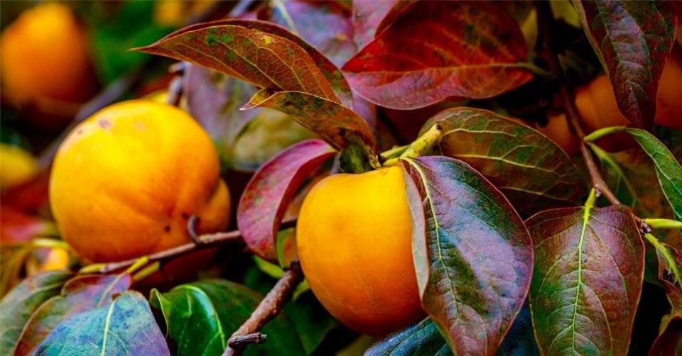 Tomel japonský (Diospyros kaki) neboli kaki