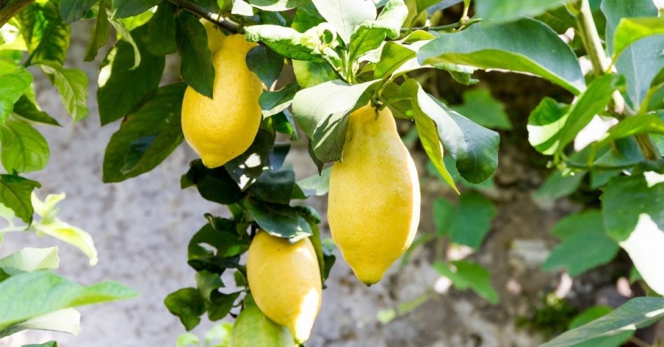 Citroník limonový (Citrus limon)
