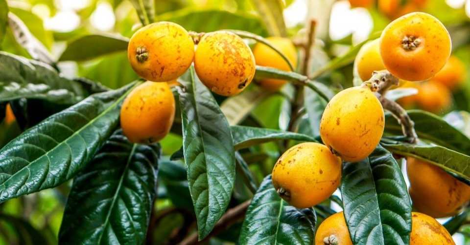 Lokvát japonský (Eriobotrya japonica)