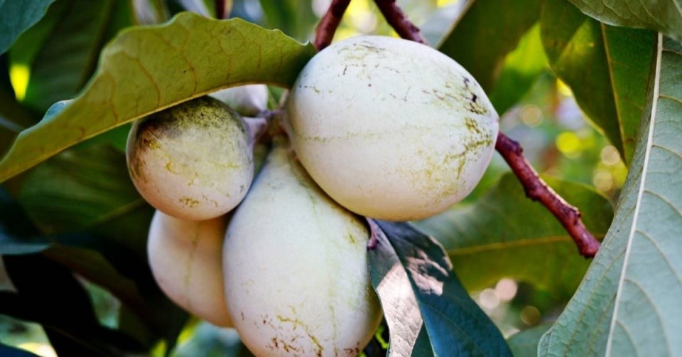Muďoul trojlaločný (Asimina triloba)