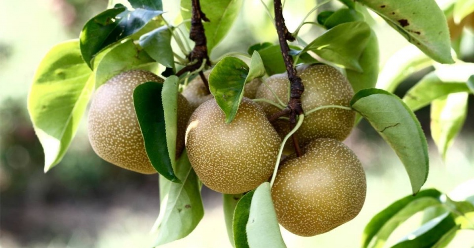Hrušeň písečná (Pyrus pyrifolia) neboli nashi