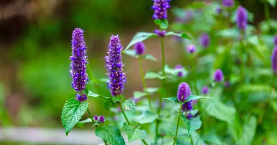Agastache svraskalá