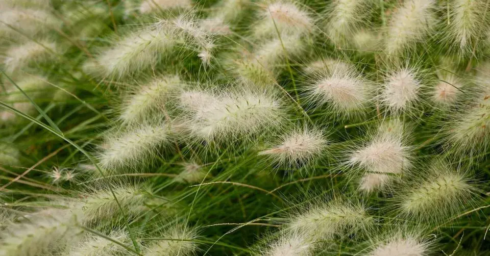 Dochan huňatý (Pennisetum villosum)