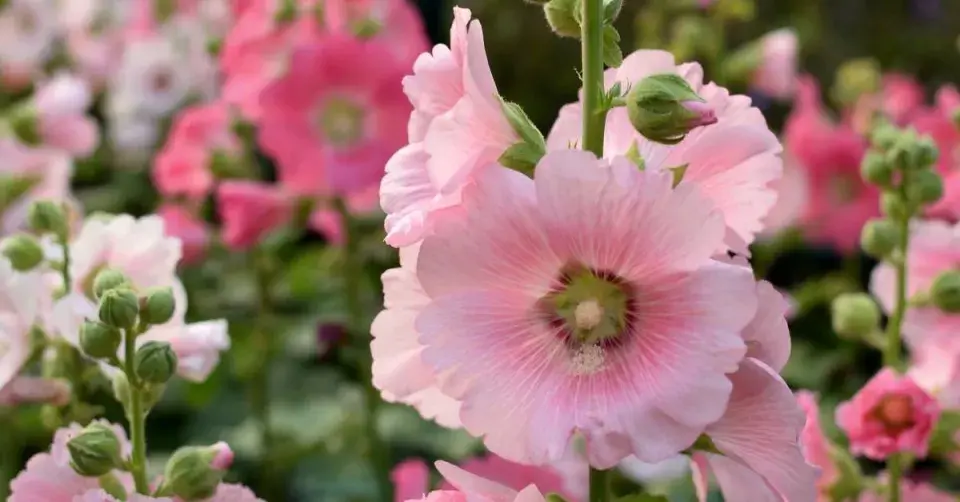 Topolovka růžová (Alcea rosea)