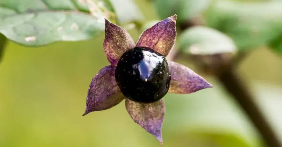 Plod rulíku zlomocného