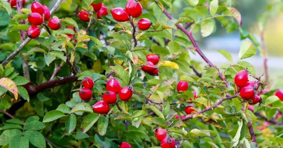 Plody šípkové růže