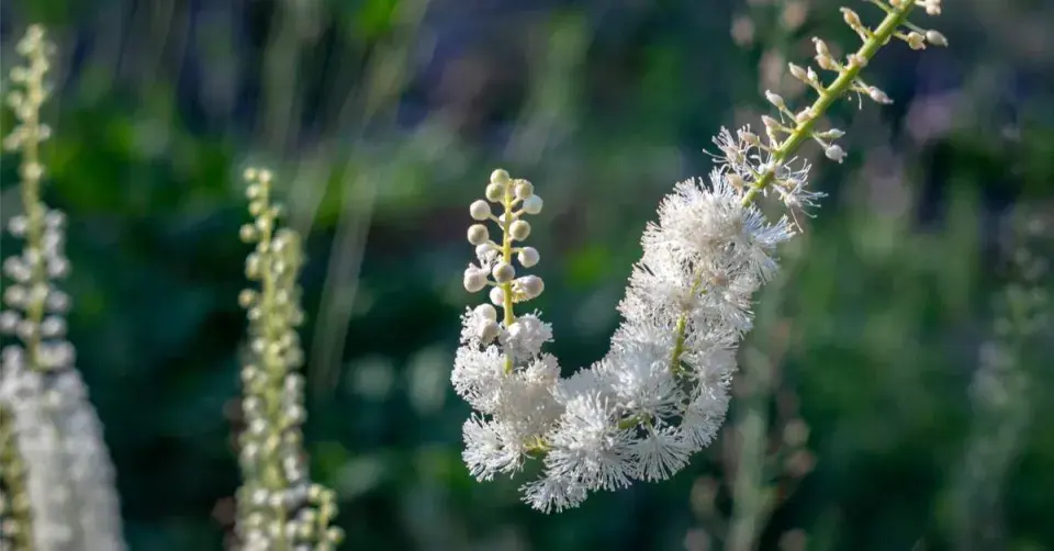 Ploštičník (Cimicifuga, syn. Actaea)