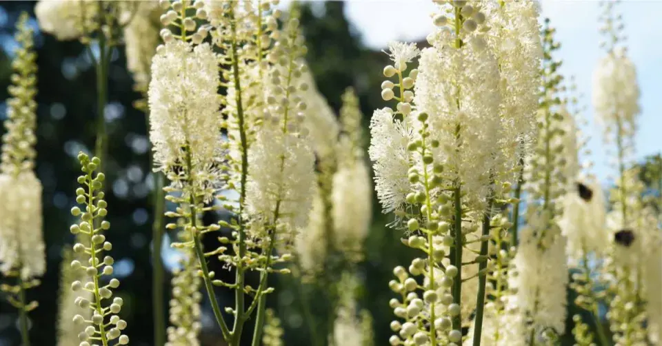 Květenství ploštičníku