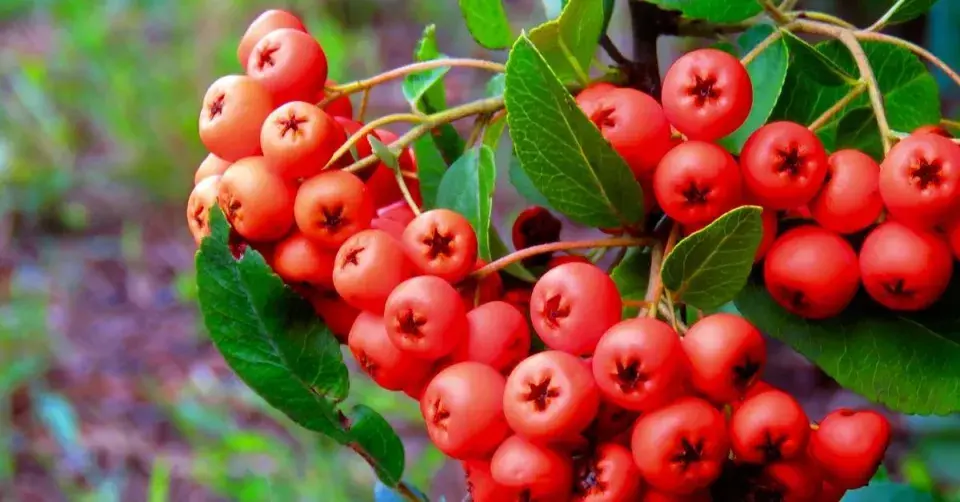 Hlohyně šarlatová