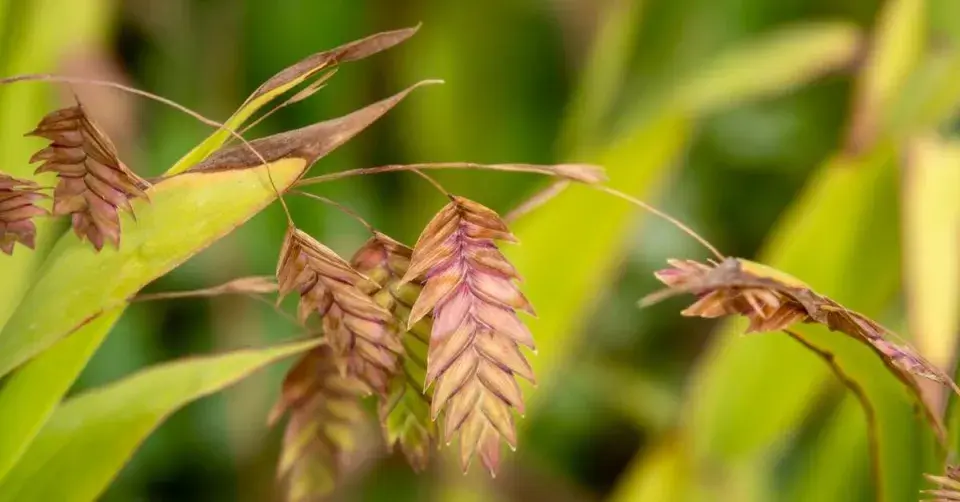 Plochoklásek širolistý (Chasmanthium latifolium)