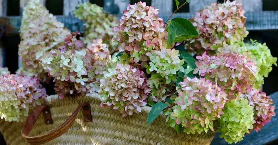 Květy hortenzií