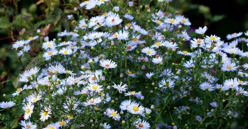 Hvězdnice srdcolistá