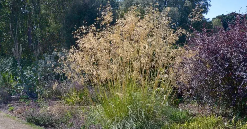 Kavyl obrovský (Stipa gigantea)