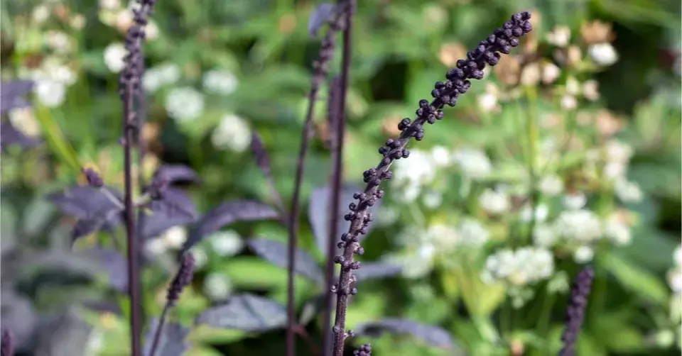 Ploštičník 'Atropurpurea'